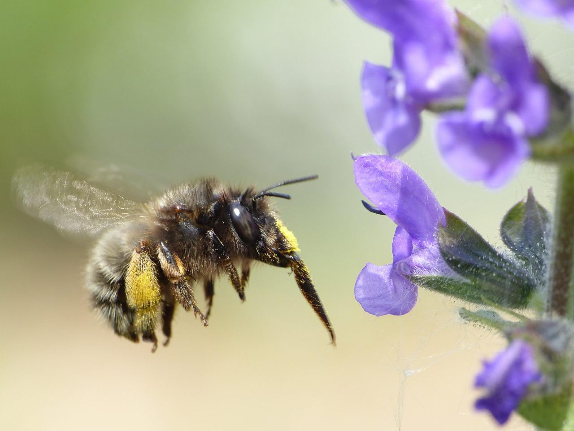 Fotowedstrijd Bijenweekend 